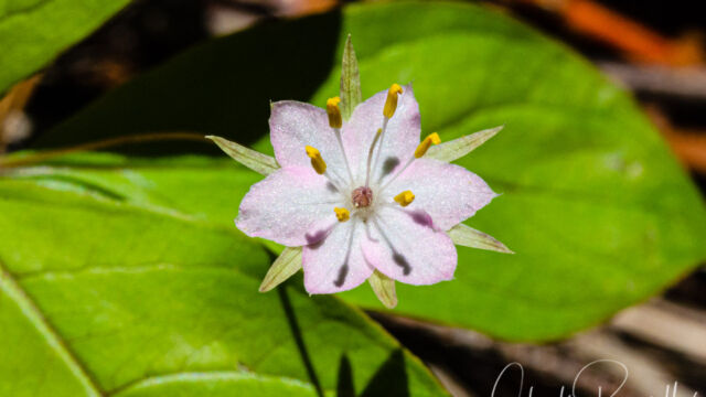 Lysimachia latifolia Pacific starflower, Lysimachia latifolia