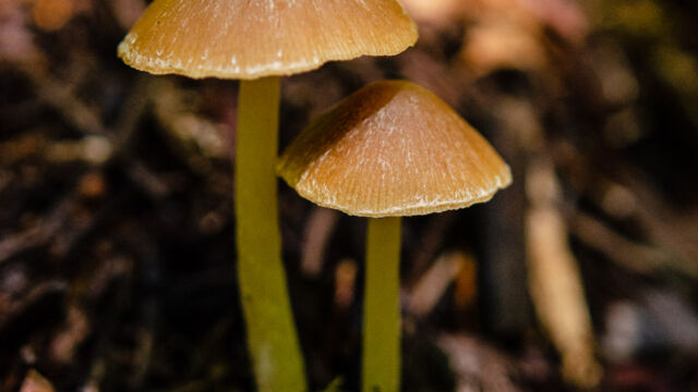 Psathyrella spp. Brittlestem mushroom, Psathyrella spp.