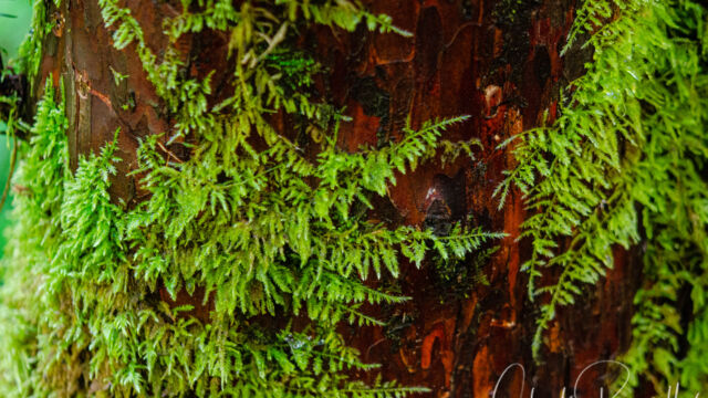 Dendroalsia abietina Dendroalsia Moss, Dendroalsia abietina