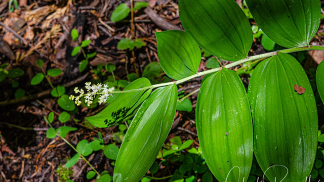 Maianthemum racemosum Feathery false lily of the valley, Maianthemum racemosum