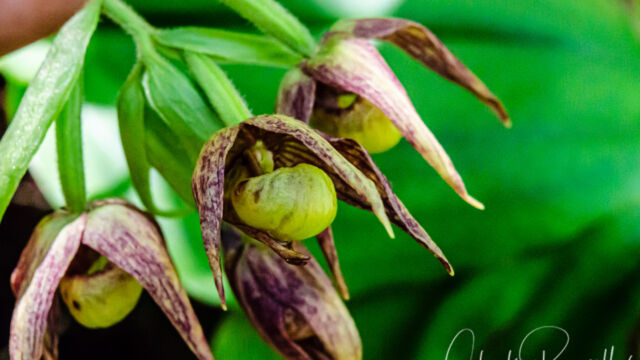 Cypripedium fasciculatum. CNPS Rank 4.2 Clustered lady's slipper, Cypripedium fasciculatum. CNPS Rank 4.2
