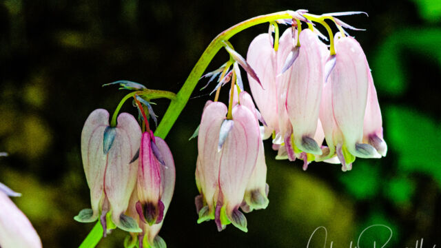 Dicentra formosa Pacific bleeding heart, Dicentra formosa