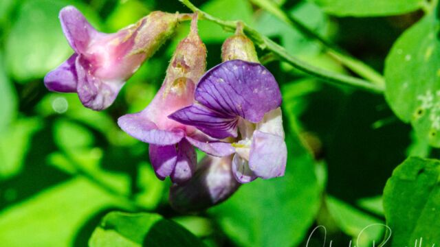 Lathyrus nevadensis var. nevadensis Sierra pea, Lathyrus nevadensis var. nevadensis