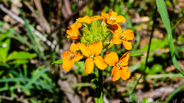 Erysimum capitatum var. capitatum Sanddune wallflower, Erysimum capitatum var. capitatum