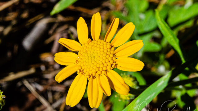 Eriophyllum lanatum Common woolly sunflower, Eriophyllum lanatum