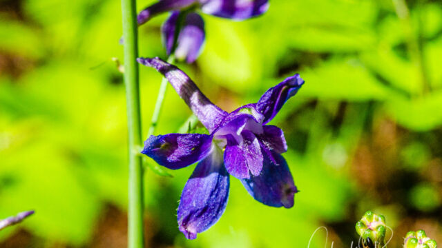 Delphinium nuttallianum Meadow larkspur, Delphinium nuttallianum