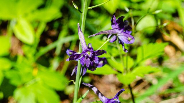 Delphinium nuttallianum Meadow larkspur, Delphinium nuttallianum