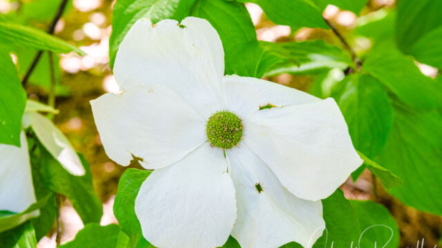 Cornus nuttallii Pacific dogwood, Cornus nuttallii