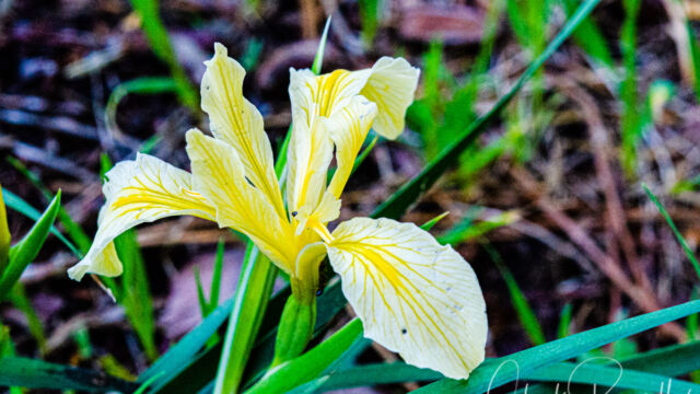 Iris hartwegii Hartweg's iris (aka Rainbow iris), Iris hartwegii