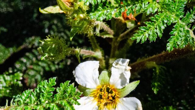 Chamaebatia foliolosa Mountain misery, Chamaebatia foliolosa