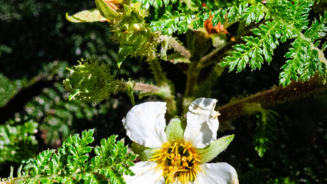 Chamaebatia foliolosa Mountain misery, Chamaebatia foliolosa