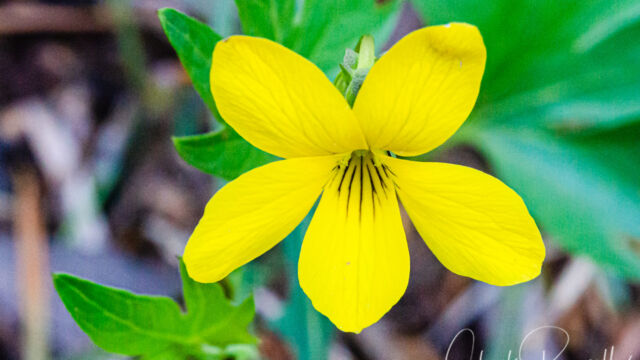 Viola lobata ssp. lobata Pine violet, Viola lobata ssp. lobata