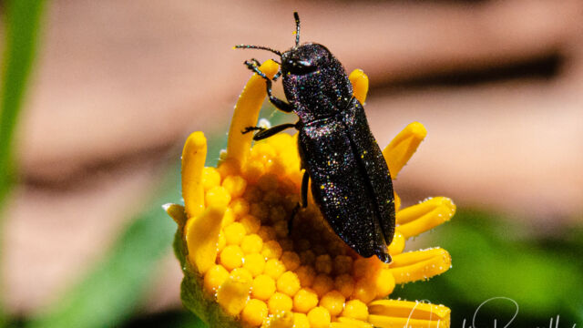 A member of Metallic Wood-boring Beetles Family Buprestidae Anthaxia spp. a member of Metallic Wood-boring Beetles Family Buprestidae