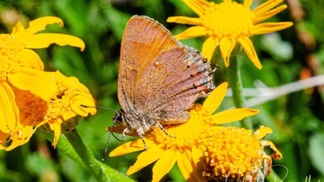 A member of Hairstreaks Subfamily Theclinae A member of Hairstreaks Subfamily Theclinae