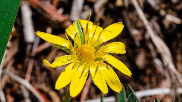 Agoseris retrorsa Spearleaf mountain dandelion, Agoseris retrorsa