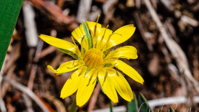 Agoseris retrorsa Spearleaf mountain dandelion, Agoseris retrorsa