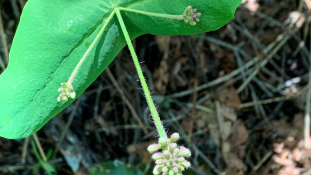 Lonicera hispidula Pink honeysuckle, Lonicera hispidula