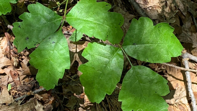 Toxicodendron diversilobum Poison oak, Toxicodendron diversilobum