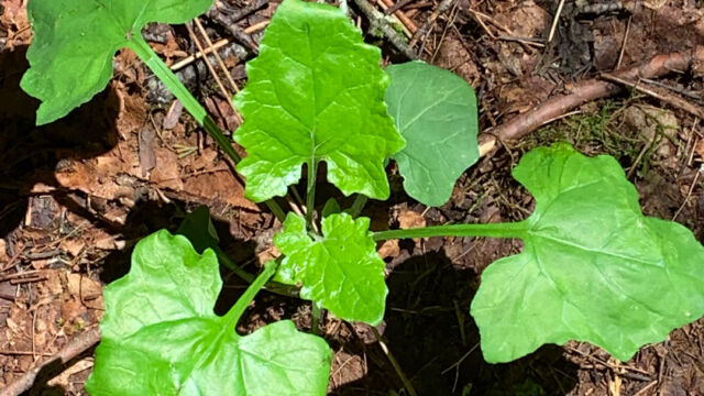 Adenocaulon bicolor American trailplant, Adenocaulon bicolor