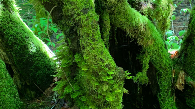 Dendroalsia abietina Dendroalsia Moss, Dendroalsia abietina