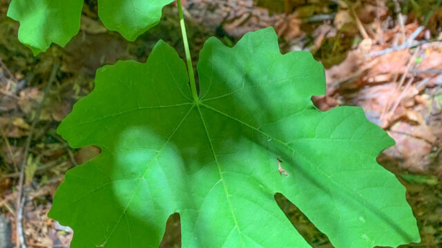 Acer macrophyllum Bigleaf maple, Acer macrophyllum