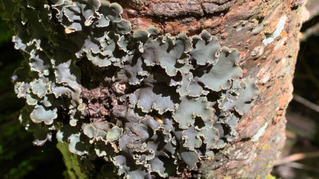 Peltigera sp. Pelt lichen, Peltigera sp.
