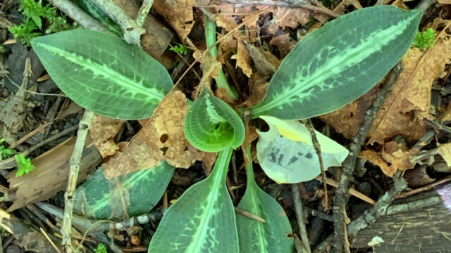 Goodyera oblongifolia Western rattlesnake plantain, Goodyera oblongifolia