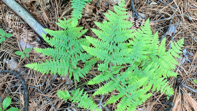 Pteridium aquilinum Common Bracken, Pteridium aquilinum