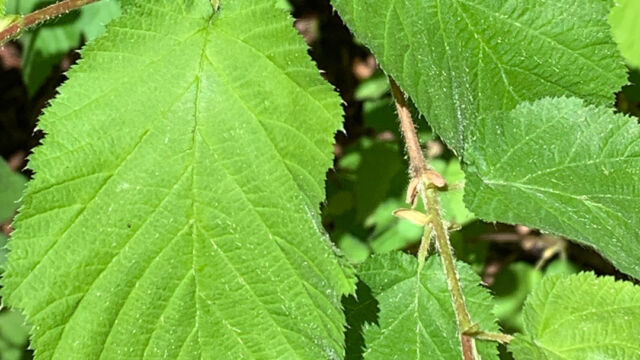 Corylus cornuta Beaked hazelnut, Corylus cornuta