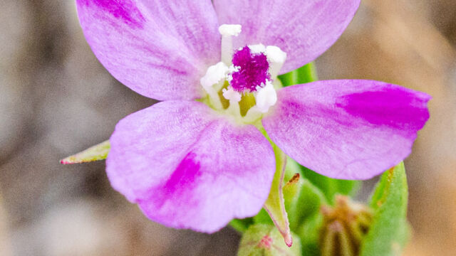 Clarkia purpurea Winecup clarkia, Clarkia purpurea