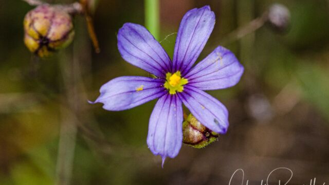 Sisyrinchium bellum Western blue eyed grass, Sisyrinchium bellum