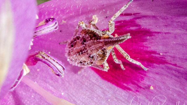 Scolops spp. on Clarkia Planthopper, Scolops spp. on Clarkia