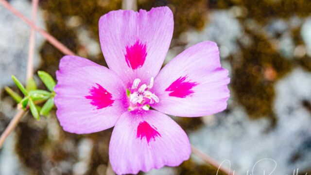 Clarkia gracilis ssp. sonomensis Sonoma clarkia, Clarkia gracilis ssp. sonomensis