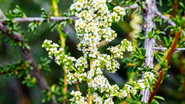 Adenostoma fasciculatum Chamise, Adenostoma fasciculatum