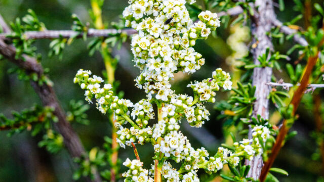 Adenostoma fasciculatum Chamise, Adenostoma fasciculatum
