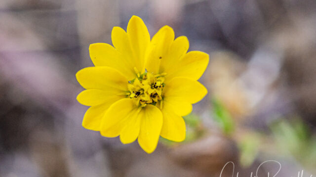 Hemizonia congesta ssp. lutescens Hayfield tarweed, Hemizonia congesta ssp. lutescens