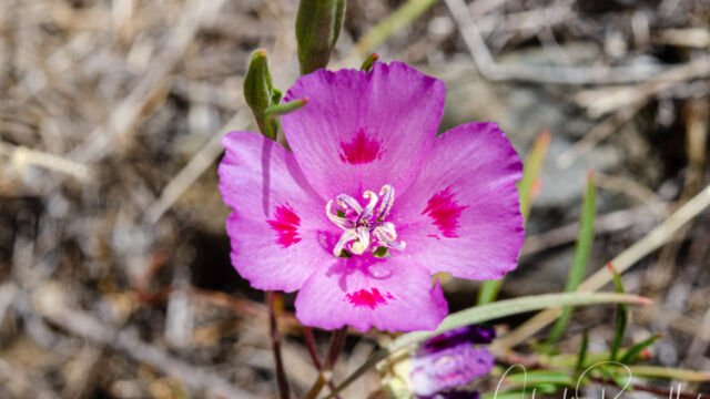 Clarkia gracilis ssp. sonomensis Sonoma clarkia, Clarkia gracilis ssp. sonomensis