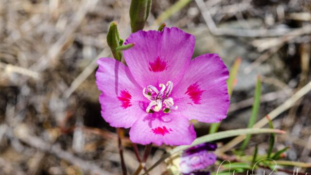 Clarkia gracilis ssp. sonomensis Sonoma clarkia, Clarkia gracilis ssp. sonomensis