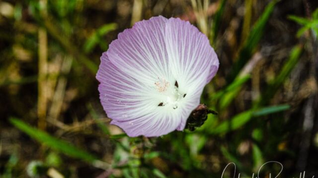 Sidalcea diploscypha Fringed checkerbloom, Sidalcea diploscypha
