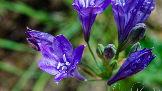 Triteleia laxa Ithuriel's spear, Triteleia laxa
