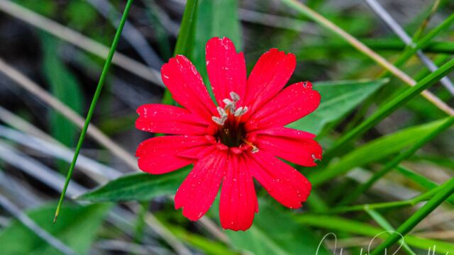 Silene laciniata ssp. californica California pink, Silene laciniata ssp. californica