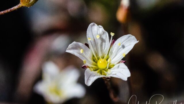 Minuartia douglasii Douglas' stitchwort, Minuartia douglasii