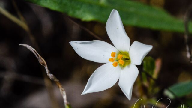 Leptosiphon bolanderi Bolander's linanthus, Leptosiphon bolanderi