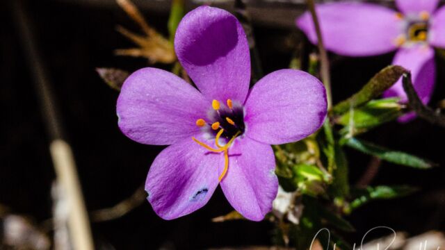 Leptosiphon androsaceus False babystars, Leptosiphon androsaceus