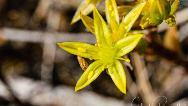 Sedum spathulifolium Broadleaf stonecrop, Sedum spathulifolium