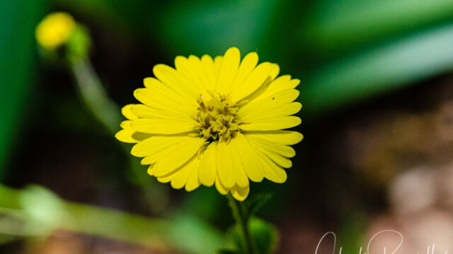 Anisocarpus madioides Woodland madia, Anisocarpus madioides