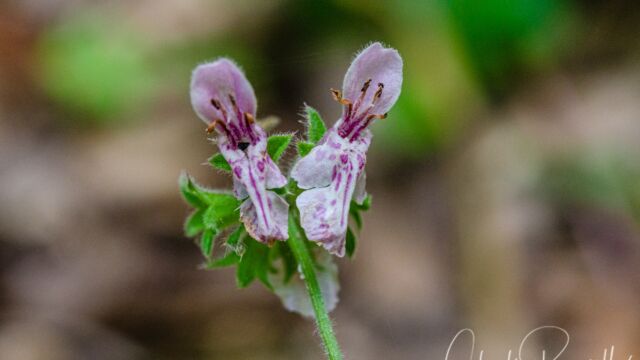 Stachys rigida Rough hedgenettle, Stachys rigida