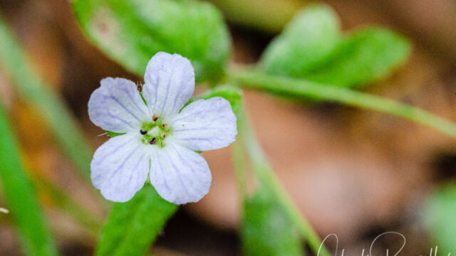 Nemophila heterophylla Small baby blue eyes, Nemophila heterophylla