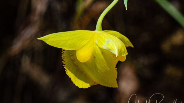 Calochortus amabilis Diogenes' lantern (aka Golden fairy lantern), Calochortus amabilis