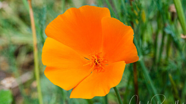 Eschscholzia californica California poppy, Eschscholzia californica